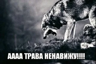 😩 emoji оби дура Telegram sticker 9 of 73