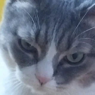 😠 emoji Мася Telegram sticker 11 of 14