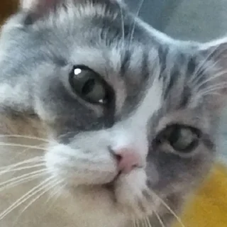 😑 emoji Мася Telegram sticker 8 of 14