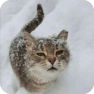 ❄ emoji Блатной котяра🂾 Telegram sticker 24 of 50