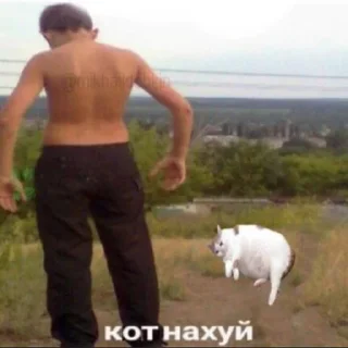 🐈 emoji да Telegram sticker 19 of 58