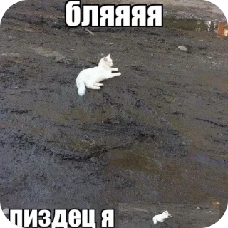 🫥 emoji Кеты мемы Telegram sticker 22 of 30