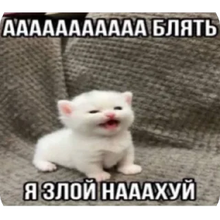 🫥 emoji Кеты мемы Telegram sticker 10 of 30