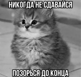 🌟 emoji Котики Telegram sticker 23 of 120