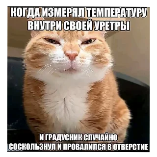 🐱 emoji DIY с уретрой Telegram sticker 12 of 24