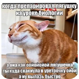 🐱 emoji DIY с уретрой Telegram sticker 11 of 24