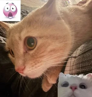🌟 emoji Мявмяв Telegram sticker 5 of 81