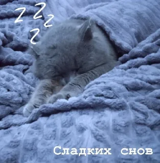 😴 emoji by @kozerozhka_26 Telegram sticker 16 of 41
