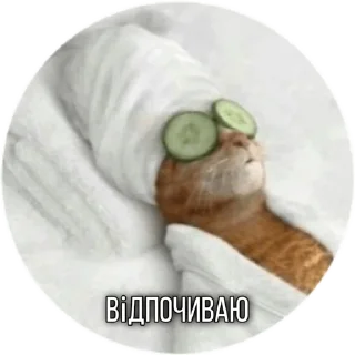 😌 emoji Котик Telegram sticker 16 of 30