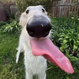 😋 emoji borzoi Telegram sticker 23 of 29