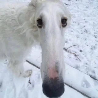 😨 emoji borzoi Telegram sticker 5 of 29
