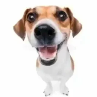 😛 emoji Сабака Telegram sticker 7 of 11
