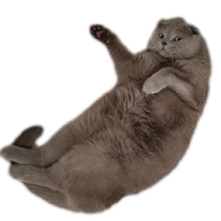 🐱 emoji StikerKit Telegram sticker 21 of 24