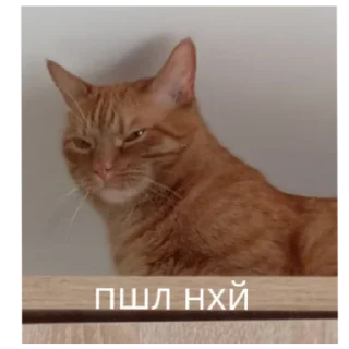 😑 emoji Дибилы Telegram sticker 15 of 30