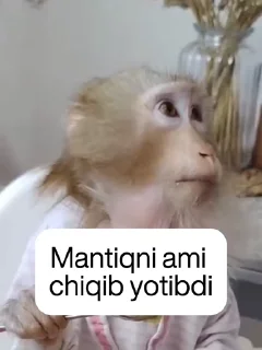🧠 emoji Monkey House Mafia by @alrdtrd Telegram sticker 21 of 50
