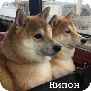 🐶 emoji Amor❤️‍🔥 Telegram sticker 13 of 24
