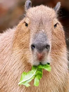 🐗 emoji Капибары :: @shirichka Telegram sticker 7 of 30