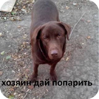 🐶 emoji десс @StickersRusbot Telegram sticker 7 of 27