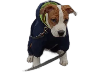 🌟 emoji Козявка Telegram sticker 10 of 29