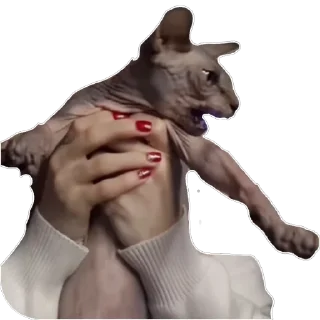👍 emoji Китя 🐱 Telegram sticker 17 of 30