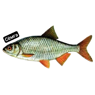 🍲 emoji ХЗ ВАЩЕ Telegram sticker 10 of 66
