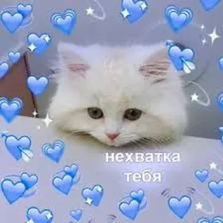 😭 emoji Котики-обормотики Telegram sticker 16 of 94