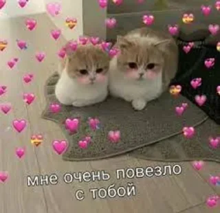 😽 emoji Котики-обормотики Telegram sticker 12 of 94