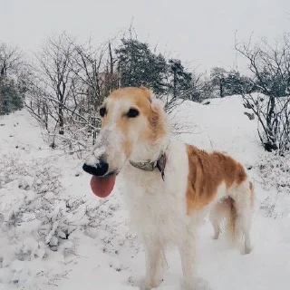 👅 emoji Borzoi mod from @hwoyya Telegram sticker 12 of 120