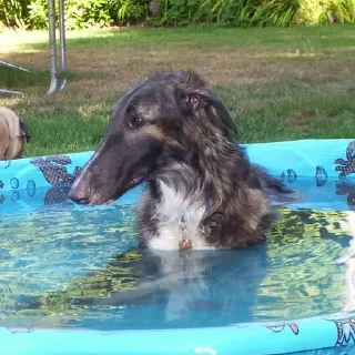 💦 emoji Borzoi mod from @hwoyya Telegram sticker 17 of 120