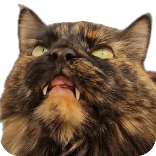 🐱 emoji TosYAmba 🐹 Telegram sticker 16 of 28