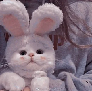 😍 emoji котики💗 Telegram sticker 8 of 19