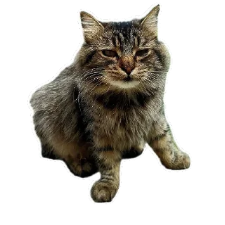 🐱 emoji TosYAmba 🐹 Telegram sticker 5 of 28