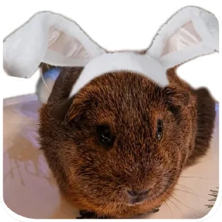 🎄 emoji TosYAmba 🐹 Telegram sticker 6 of 28