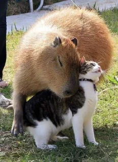 🥰 emoji capybara Telegram sticker 8 of 29