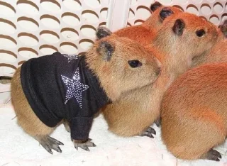 ⭐️ emoji capybara Telegram sticker 17 of 50