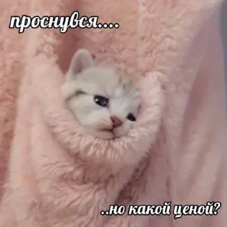 😴 emoji Мяу 🐈‍⬛ Telegram sticker 9 of 88