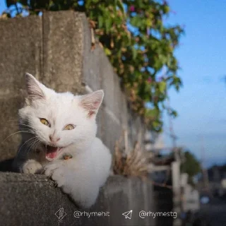 😫 emoji Мяу 🐈‍⬛ Telegram sticker 6 of 88