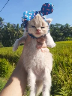 😡 emoji Мяу 🐈‍⬛ Telegram sticker 13 of 88