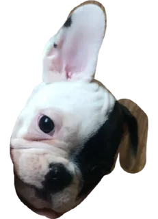 ☺️ emoji ТОММИ Telegram sticker 15 of 22