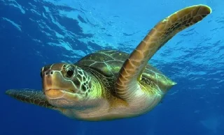 Sticker from turtles
