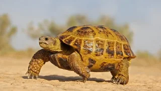 Sticker from turtles