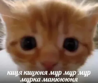 😻 emoji ⪩ ꒰ котёнки ꒱ ⪨ @plusikradom Telegram sticker 16 of 53