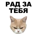 😠 emoji Котики [eeZee] Telegram sticker 21 of 48