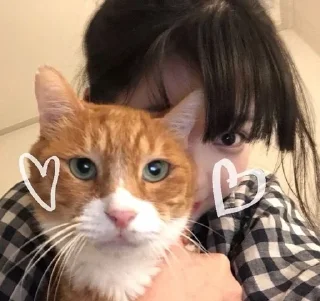 🌟 emoji 快適 🐈 Telegram sticker 13 of 45