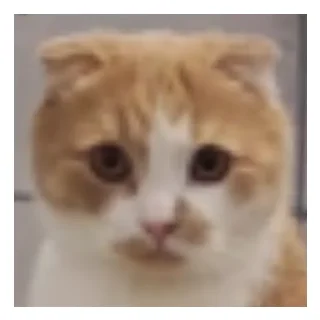 🧐 emoji Мама ама курминал Telegram sticker 8 of 11