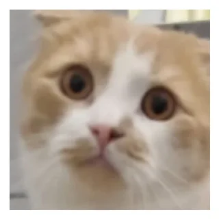 🙀 emoji Мама ама курминал Telegram sticker 7 of 11