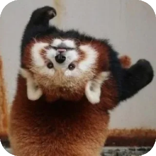 🌟 emoji Рандом чик — @GlamikBear Telegram sticker 9 of 51