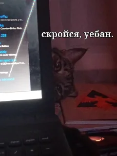 🚷 emoji турки рулят. Telegram sticker 17 of 17