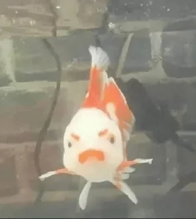 🌟 emoji Fish Telegram sticker 9 of 120