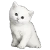🐱 emoji ЧИКИБАМБОНЯШНОСТЬ             @willowwXD Telegram sticker 22 of 184